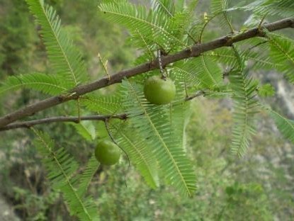 Feasibility Study on Selected Non-Timber Forest Products (NTFPs)/Medicinal and Aromatic Plants (MAPs) in the Madhesh Province